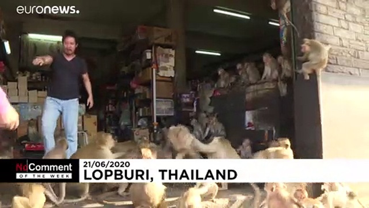 Wilde Affen, flauschige Amur-Leoparden und Nilpferd Gloria
