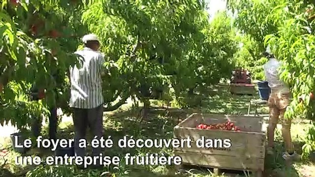 Espagne: le virus ressurgit parmi des saisonniers agricoles étrangers