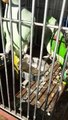 A Cute Funny Talking  Parrots