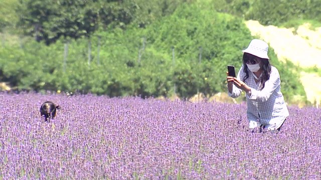 아시아 최대 라벤더 농원 조성 중...치유와 힐링의 공간 / YTN