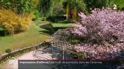 Tourisme : une forêt de bambous dans les Cévennes