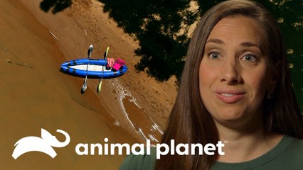Fotógrafa de animales fue embestida por un hipopótamo | Solo y en peligro | Animal Planet