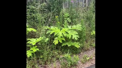 Giant hogweed near Gilmerton