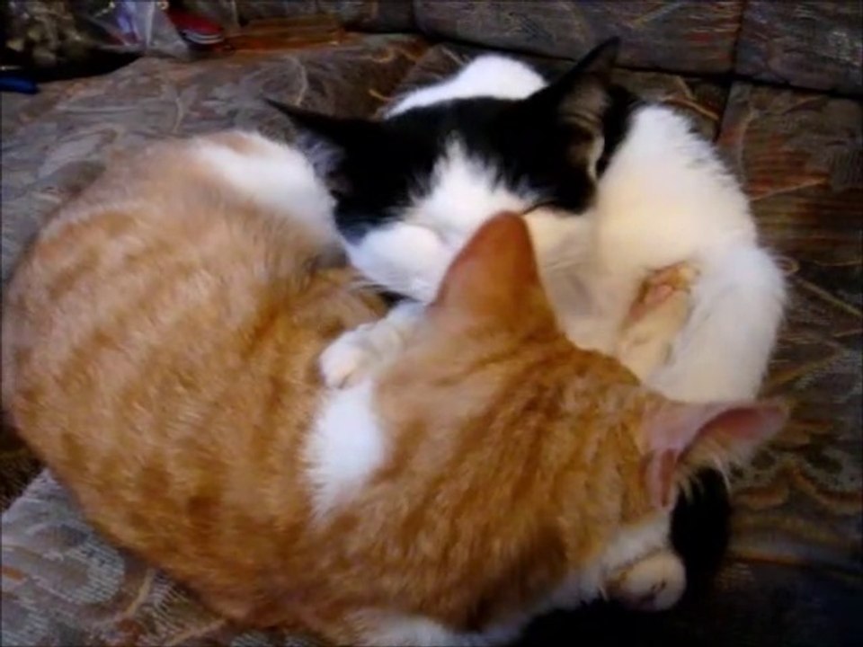 Two Kittens 2 Cats Ginger and White 5 Months Old Licking The Ears