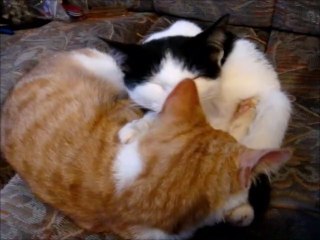 Two Kittens 2 Cats Ginger and White 5 Months Old Licking The Ears