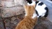 Two Kittens 2 Cats Ginger and White 6 Months Old Playing Each Other