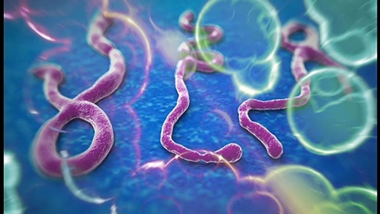 Ebola vs corona