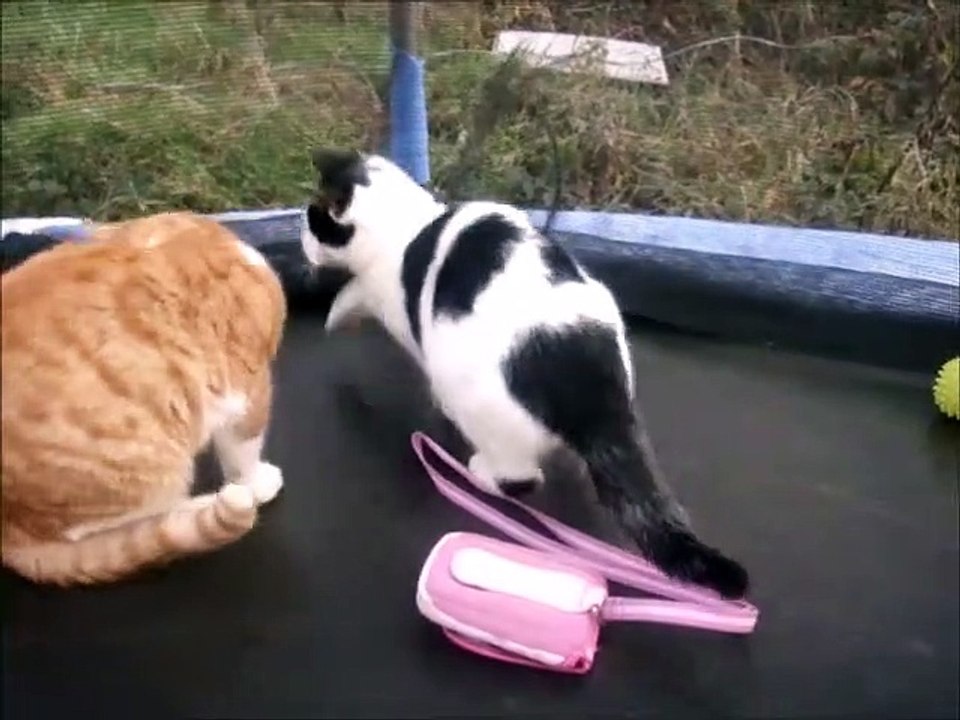 Two Kittens 2 Cats Ginger and White 6 Months Old Playing Kitten Bells