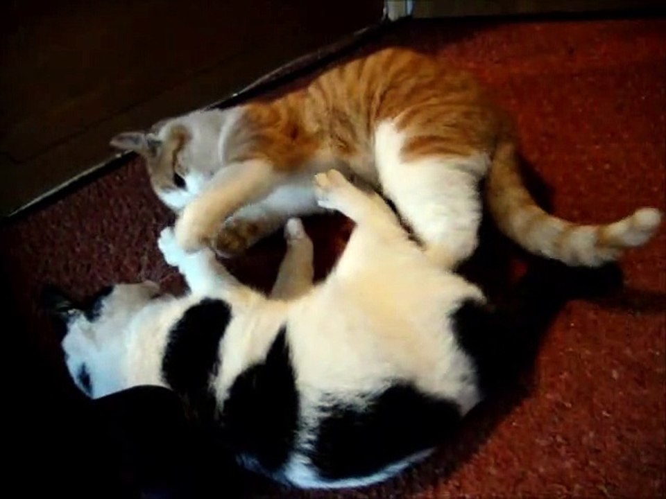 Two Kittens 2 Cats Ginger White 5 Months Old Extreme Playing Biting and Screaming