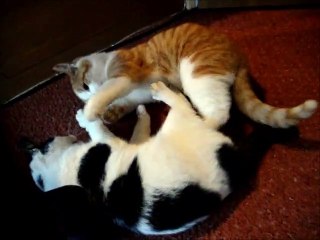 Two Kittens 2 Cats Ginger White 5 Months Old Extreme Playing Biting and Screaming