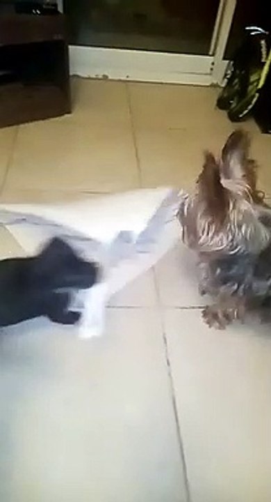 Pelea a muerte