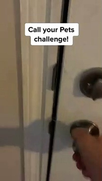 Calling Your Pets