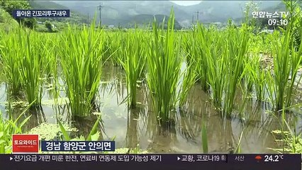 '살아있는 화석' 긴꼬리투구새우 재출현…'방역파수꾼' 역할