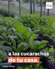 Plantas para eliminar las cucarachas de tu casa