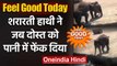 Feel Good Today: शरारती Elephant ने जब दोस्त को पानी में फेंक दिया | Viral Video | वनइंडिया हिंदी