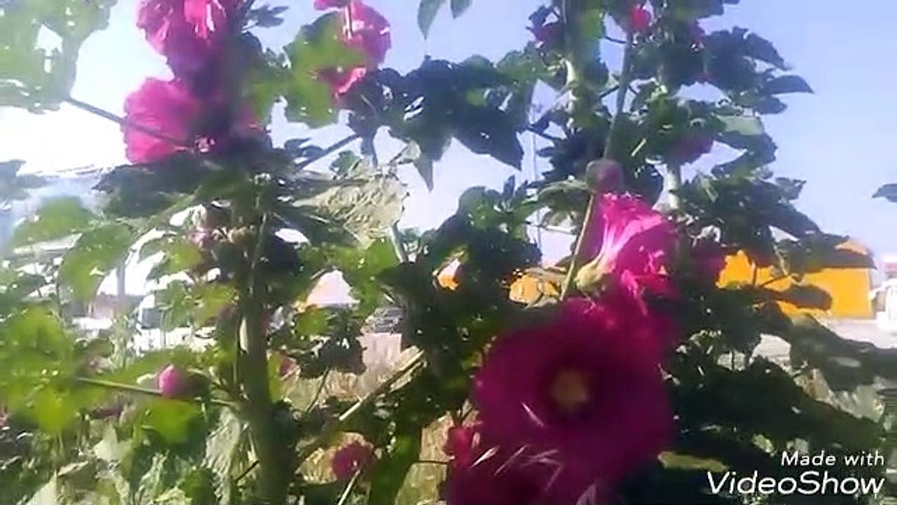 Hatmi çiçeği gül hatmi çiçeği çayının faydaları yararları hatmi çiçeği gül hatmi çiçeği faydaları