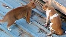 Pela de gatos