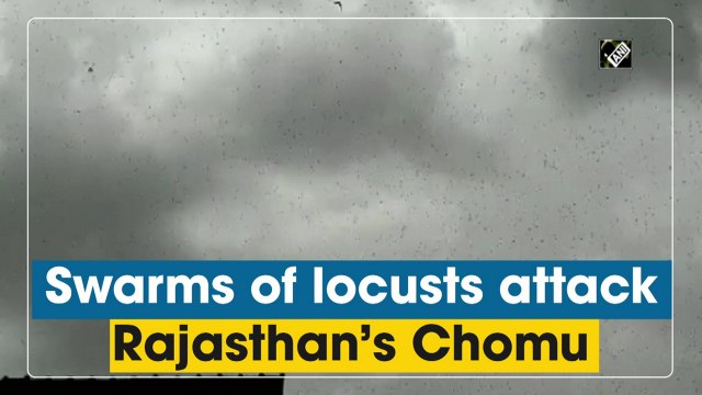 Swarms of locusts attack Rajasthan's Chomu
