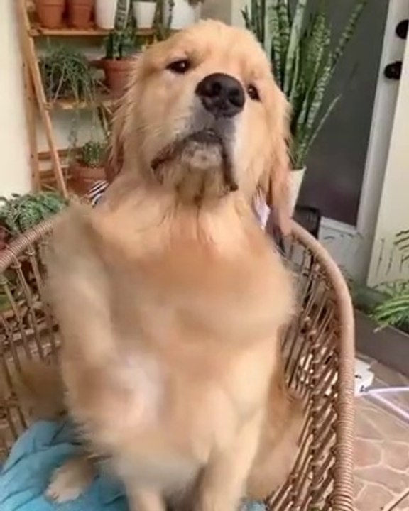 Dog dancing by song 
