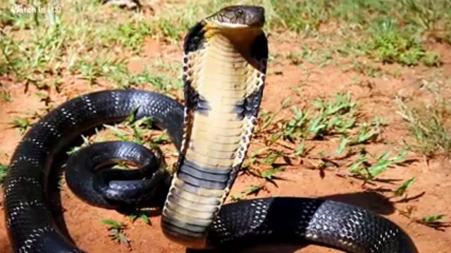 King cobra:duniya ka sabse khatarnak saap..