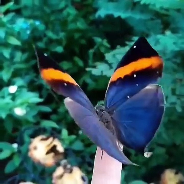 Most Beautiful Butterfly | Nature is Amazing | Viral Videos