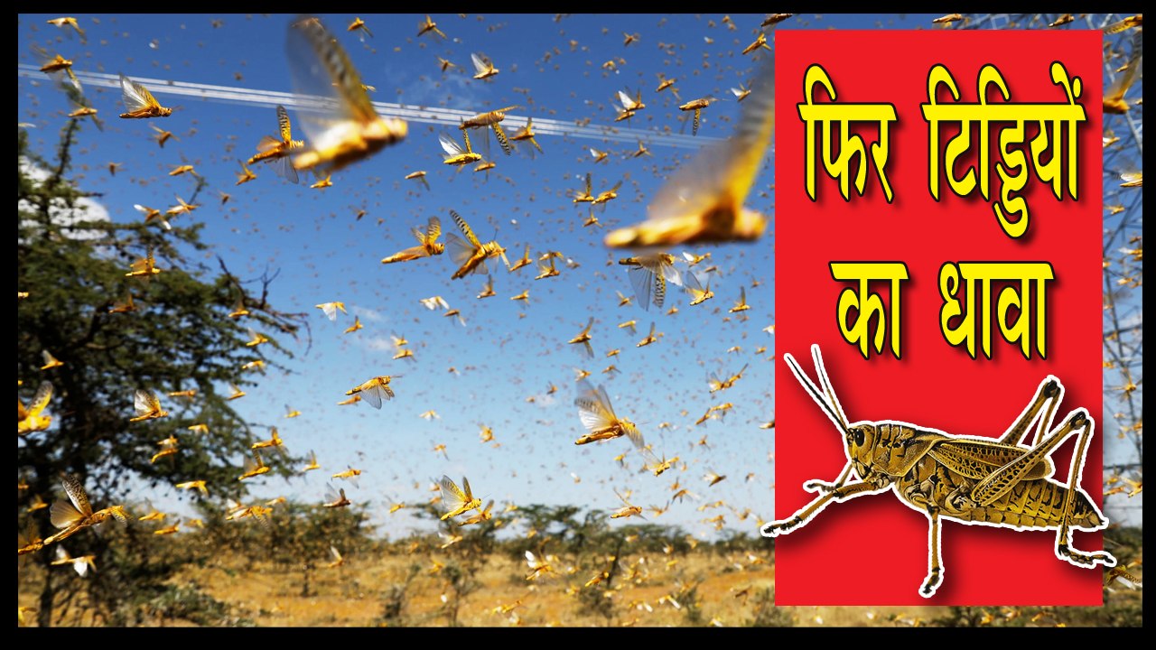 गुरुग्राम में टिड्डी दल की दस्तक से दहशत में लोग