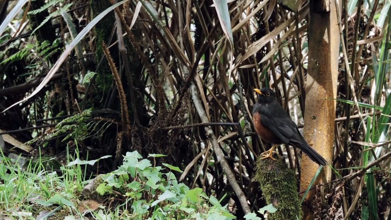 Beautiful birds