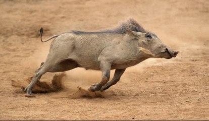 La familia de jabalíes verrugosos le quita la merienda al bello guepardo