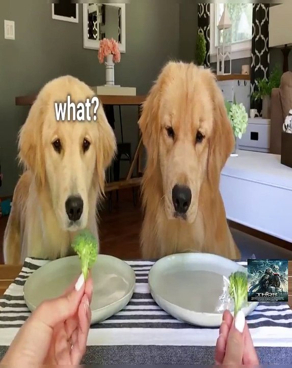 Dog Reviews Food With Girlfriend | Tucker Taste Test 12