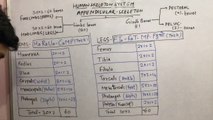 Human Skeleton System:Part-4 Tricks to Learn (Legs & Arms Bones) Locomotion & Movement Chapter:20