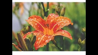 The Most Beautiful Lily flower in the world || বিশ্বের সবচেয়ে সুন্দর পদ্ম ফুল ||