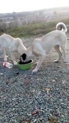 ANADOLU COBAN KARDES KOPEKLERiN SABAH KAHVALTISI - ANATOLiAN SHEPHERD DOG BROTHER BREAKFAST MORNiNG