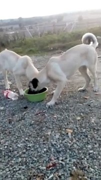 ANADOLU COBAN KARDES KOPEKLERiN SABAH KAHVALTISI - ANATOLiAN SHEPHERD DOG BROTHER BREAKFAST MORNiNG