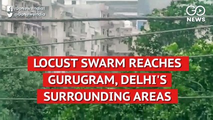 गुरूग्राम के आसमान में दिखा टिड्डियों का दल, दिल्ली में घुसने की तैयारी