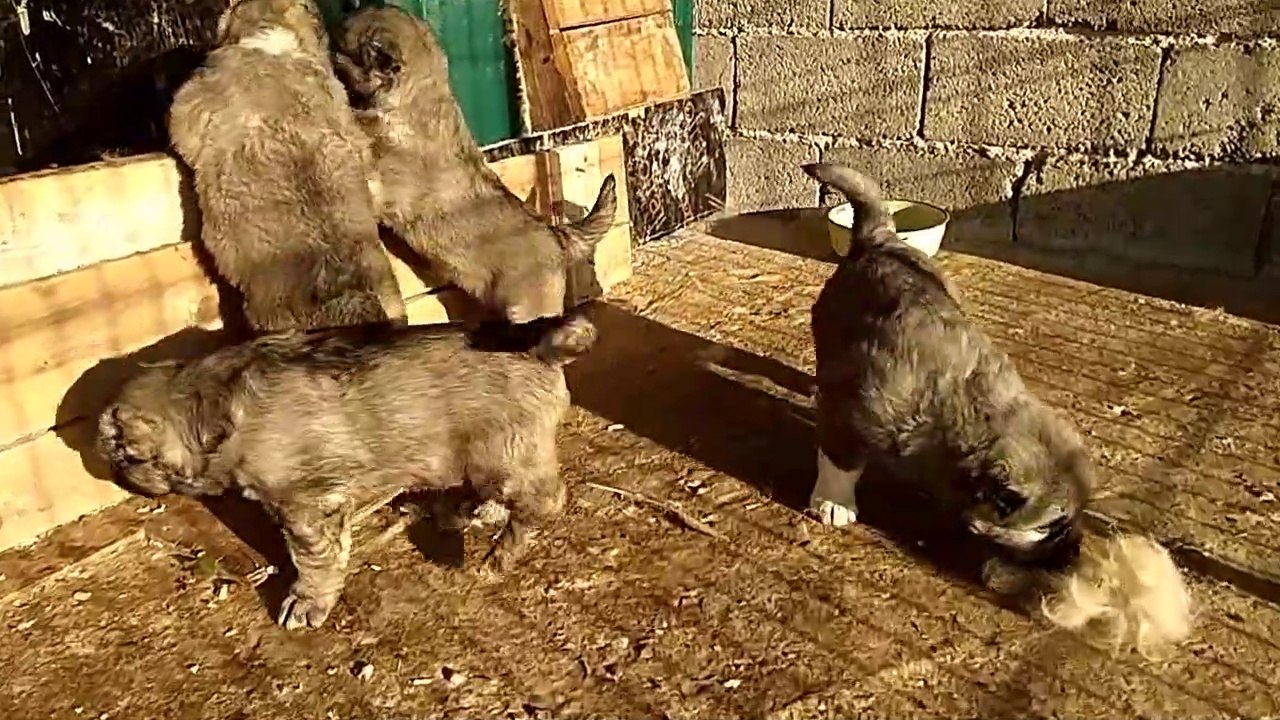 KAFKAS COBAN KOPEGi ve YAVRULARI - CAUCASiAN SHEPHERD DOG and PUPPiES