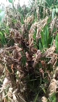 लंभुआ तहसील क्षेत्र के वैनी, तेरयें तथा मिश्रपुर पुरैना गांव में पहुंचा टिड्डी दल