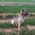 KARA KIRCIL ANADOLU COBAN KOPEGi - GiANT ANATOLiAN SHEPHERD DOG