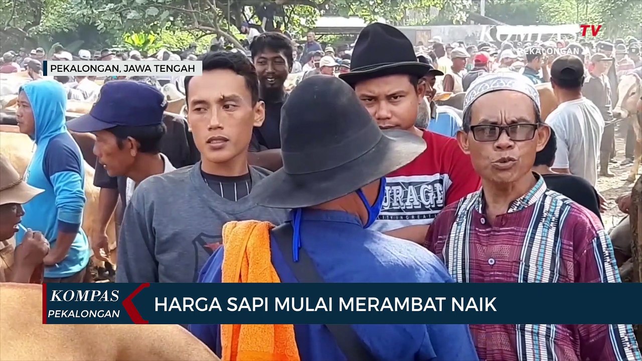 Harga Sapi Mulai merambat Naik