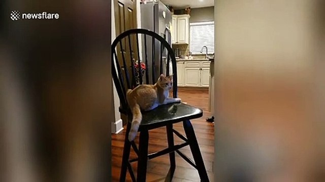 Cute kitten can't stop chasing its own tail