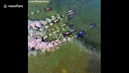 Wonderful moment endangered manatees interact with canoeist