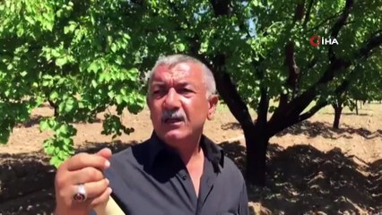 Malatya’da kayısı rekolte tartışmaları devam ediyor
