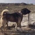 KARA KIRCIL ANADOLU COBAN KOPEGi - ANATOLiAN SHEPHERD DOG at GARDEN