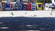 Sokaklar güvercin ve sokak hayvanlarına kaldı...Kedi güvercinleri yakalamak için uzun süre uğraştı