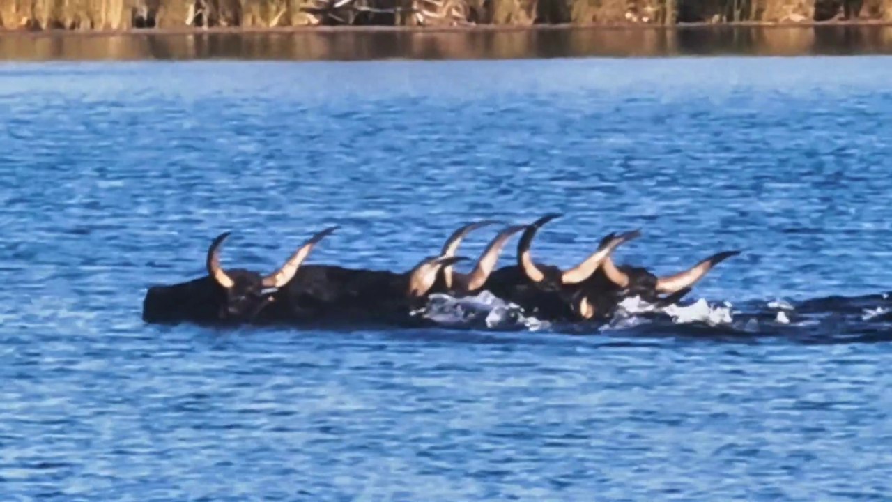 Saint-Laurent d'Aigouze : accueil d'une péniche et gaze de la manade Saint-Louis