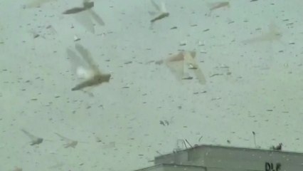 코로나19에 메뚜기떼까지 엄습...인도 수도 뉴델리 인근 도시 큰 피해 / YTN