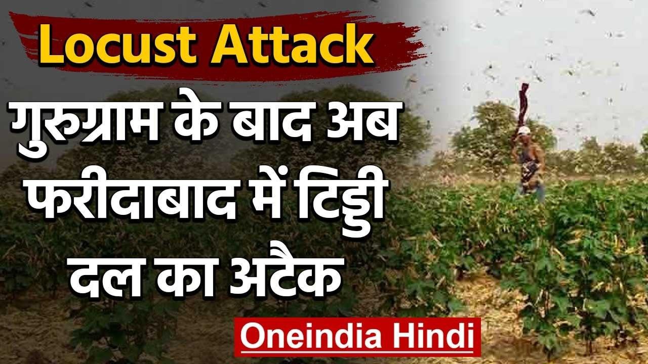 Locust Attack: गुरूग्राम के बाद अब फरीदाबाद में टिड्डी दल का अटैक, किसान परेशान | वनइंडिया हिंदी