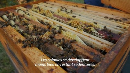 En Provence, la ruée vers la lavande de millions d'abeilles