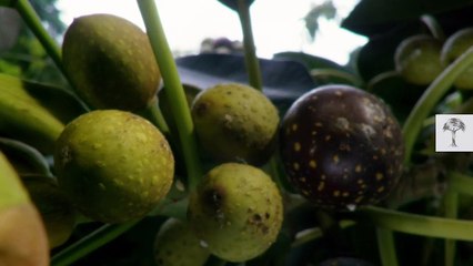 DEAd WasPs  i8nside Figs