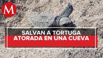 Protección civil y bomberos rescatan a tortuga
