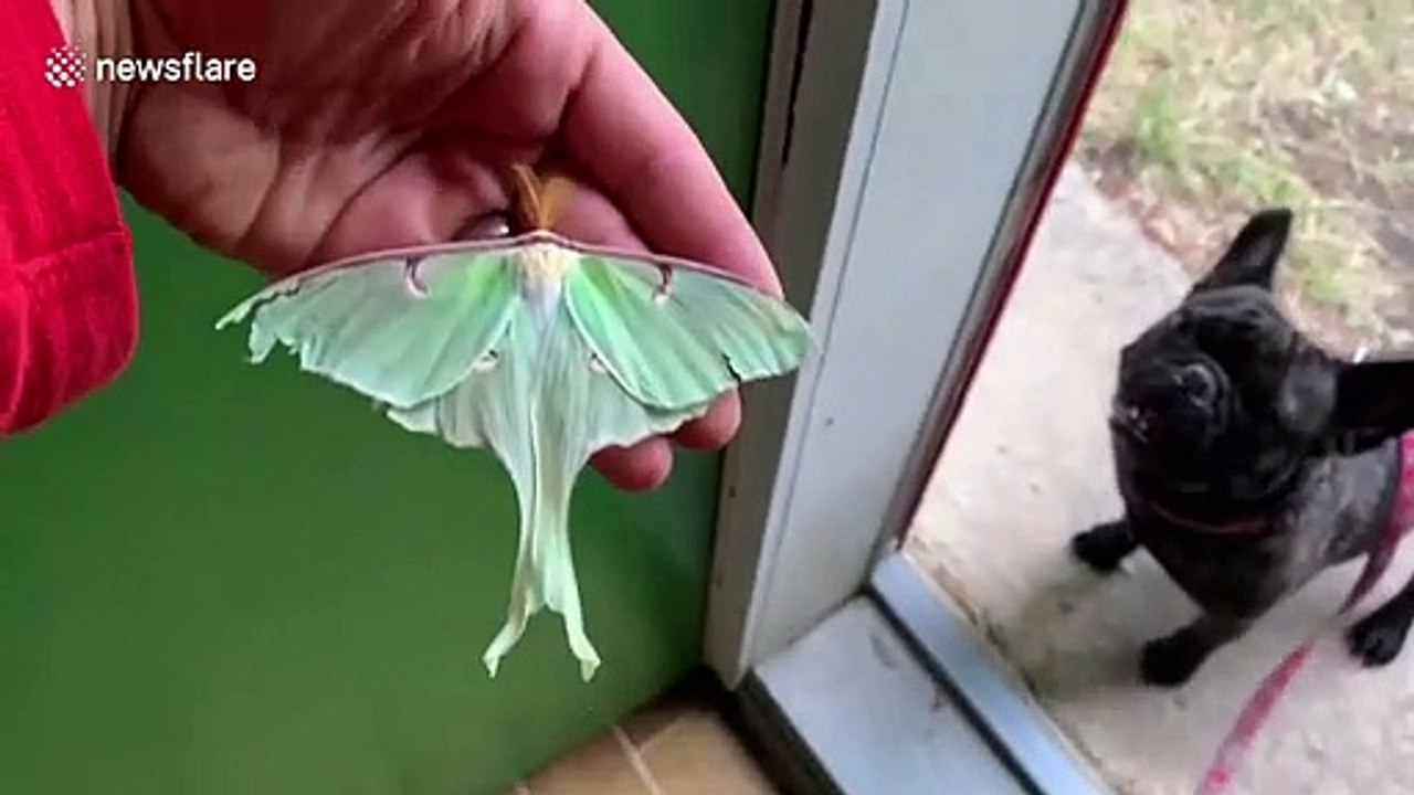 Behe-MOTH! Canadian dad finds huge moth when camping with family